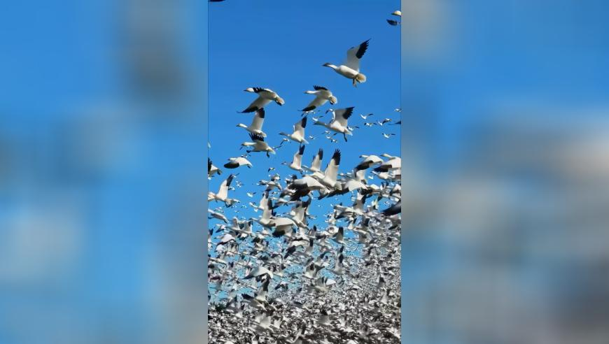 广东一地烧炮出意外多人从高空跌落,王中王免费资料大全料大全一一香港,最新热门解答落实_模拟版V14.74